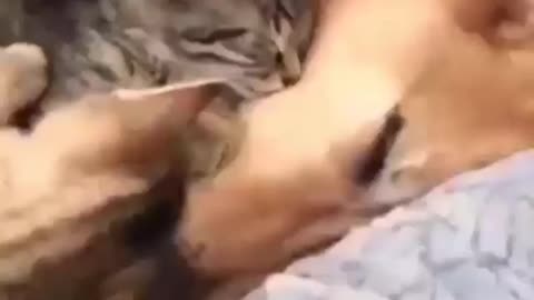 Dog loves kittens