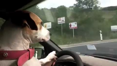 This it what happens when dogs drive.