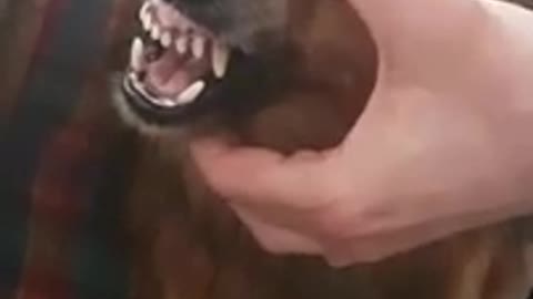 Dog funny vedio