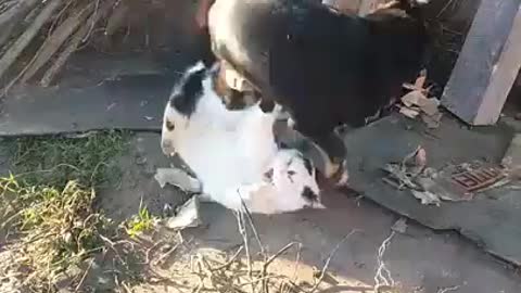 Cat vs Dog Funny Fight Video 2022