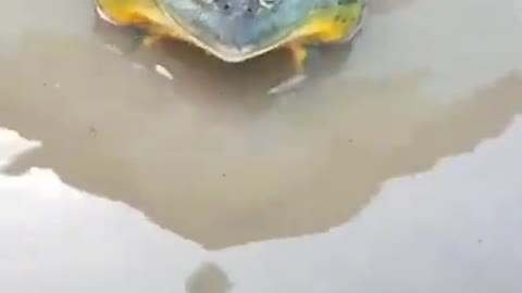 A very mad bullfrog