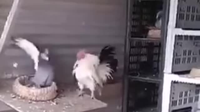 Boxer pigeon vs karate rooster