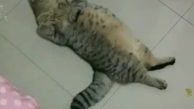 Me in every Morning| cute cat