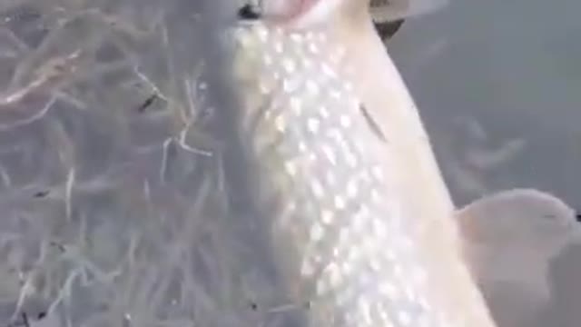 fishing video