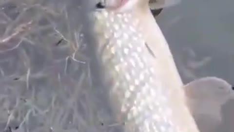 fishing video