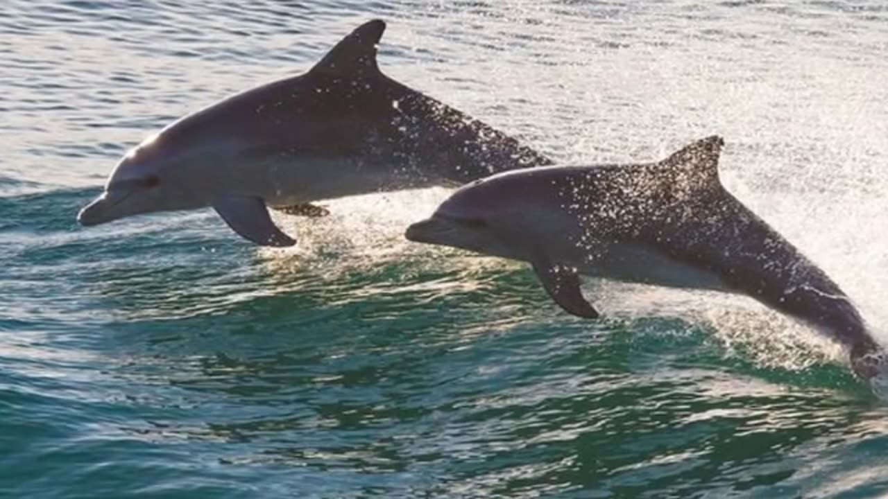 Fury Dolphin Boat Tour in St Augustine, FL