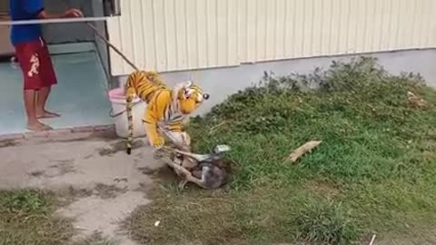Fake tiger funny /scary the dog