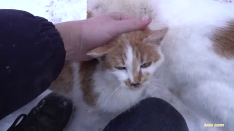 Friendly cats love each other