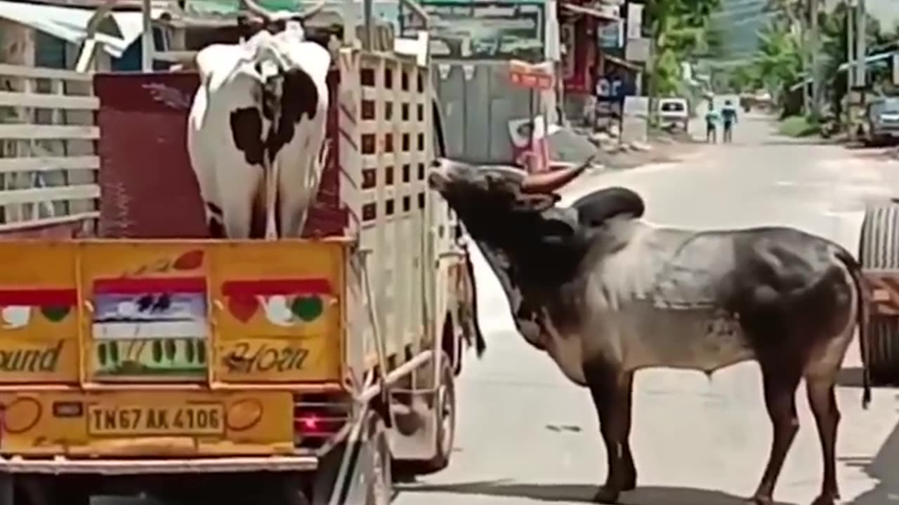 Bull chases truck save to cow he loves