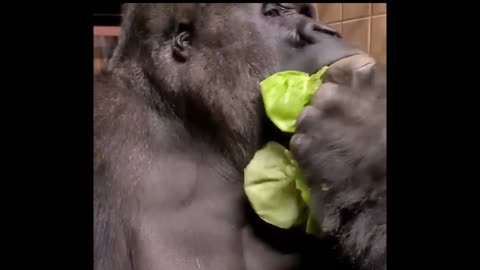 gorilla doing an A.S.M.R 😆