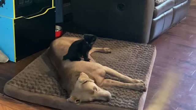 Kitten Adorably Sits Right On Top Of Sleeping Dog