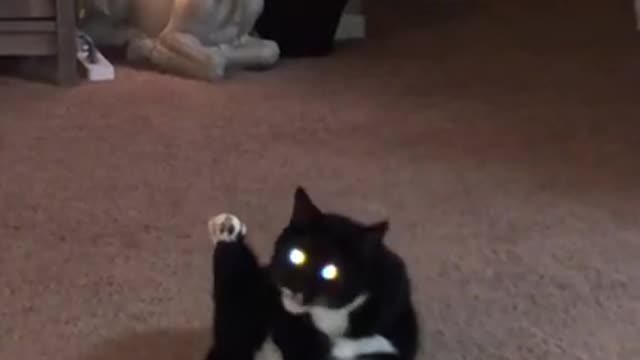 Cats and dogs _ cats meowing _ cats funny videos #shorts