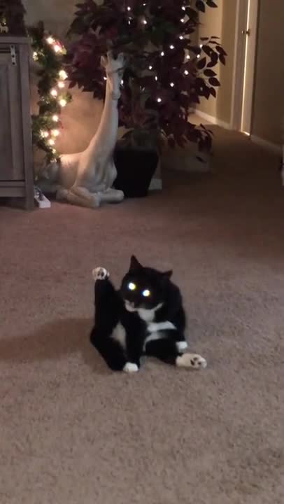 Cats and dogs _ cats meowing _ cats funny videos #shorts