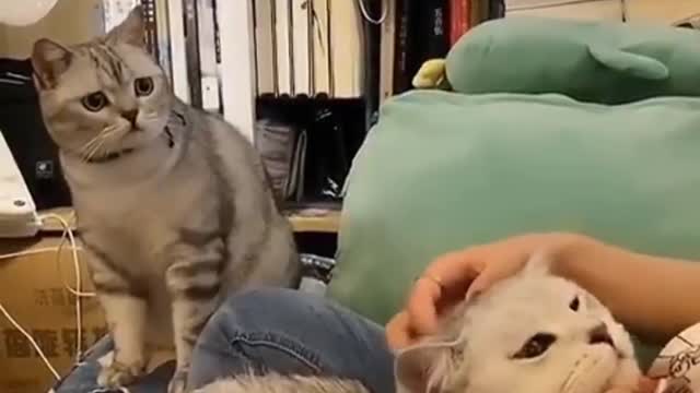 Funny Cat Reaction Video is here