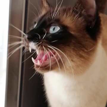 Having a conversation with my cat