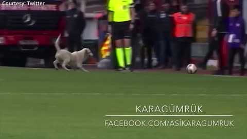 This dog is better than the footballers on the pitch!!