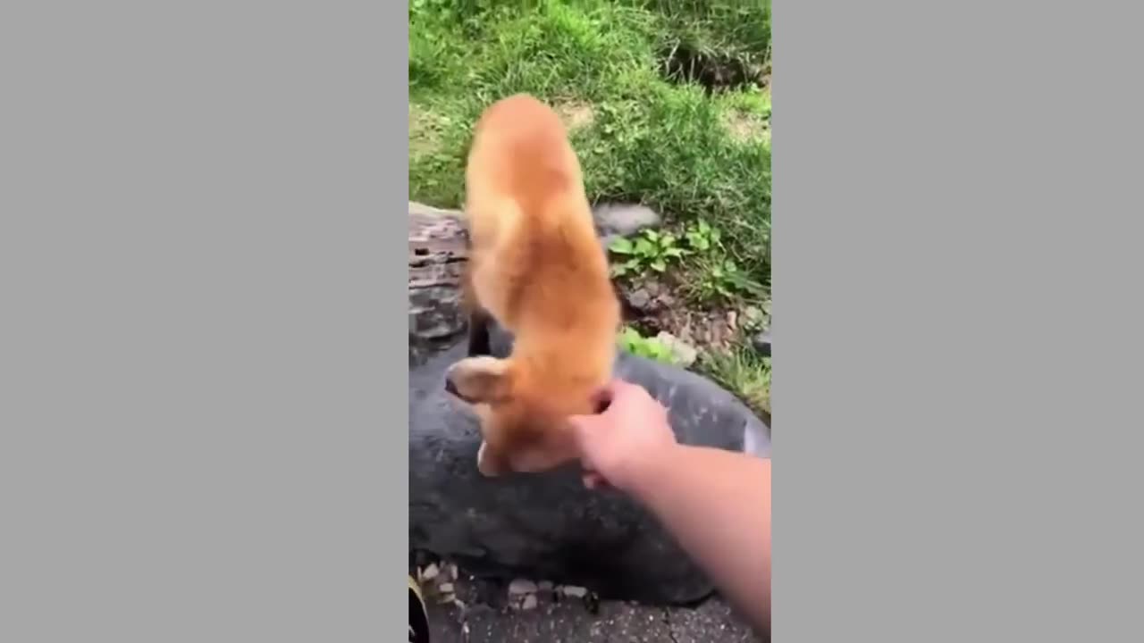 FUNNIEST ANIMAL CUTE VIDEOS TREND BEST FUNNY VIRAL