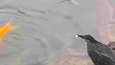 raven cleverness