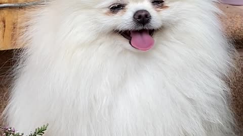 Cut dog🥰🥰