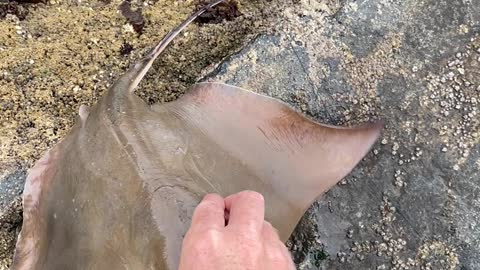 Bat eagle ray
