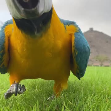 A parrot roaming in the field on green grass