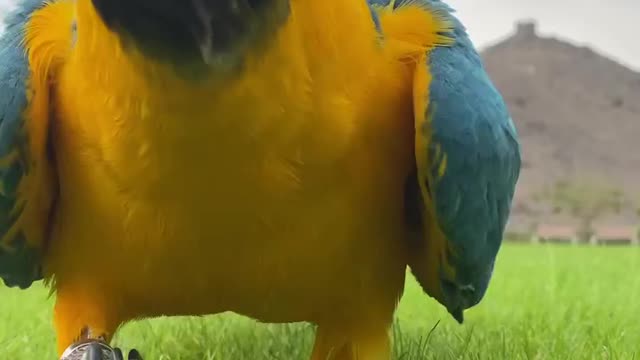 A parrot roaming in the field on green grass