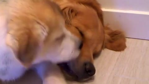 Golden Retriever and husky love will shock you🙈🙈