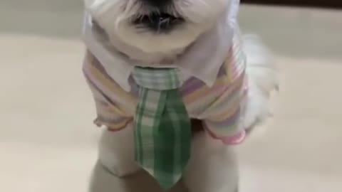 Cute Puppy Always Choose his Outfits