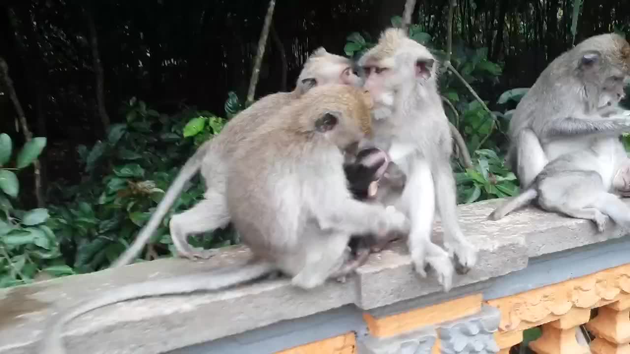 This is how monkeys walk around the street