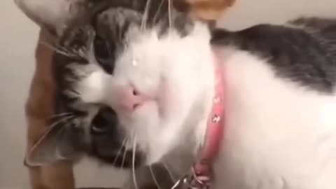 Funny animal videos 🤣