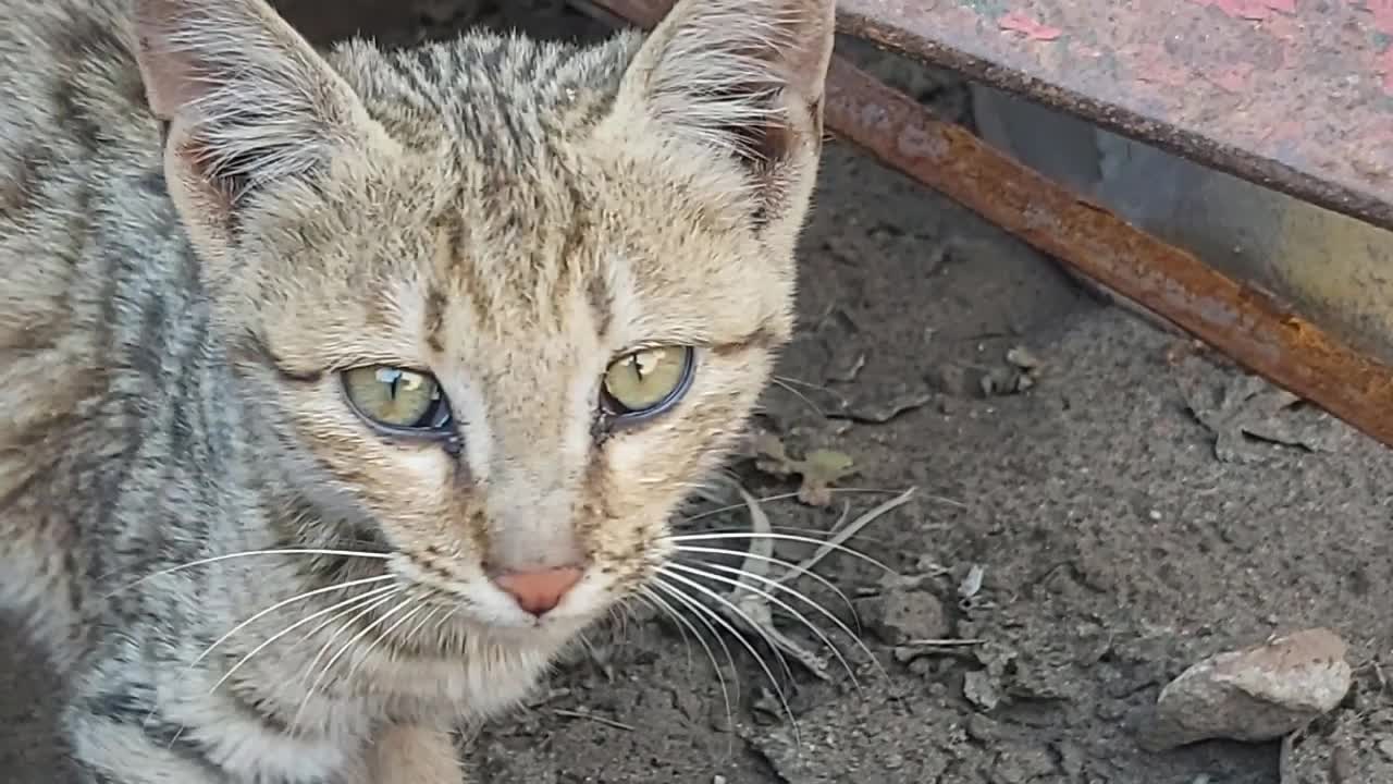 Homeless Cat is Very Hungry & Meowing For Food Loudly