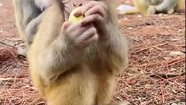 Cute baby monkey eating