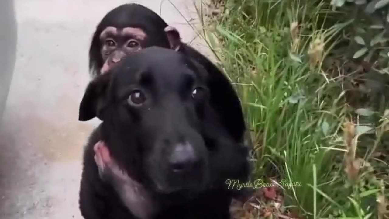 Chimpanzee with his buddy