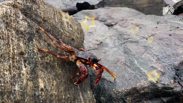 The crab goes on the stone in the water of the river.