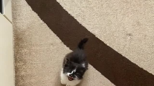 Cute cat with short legs