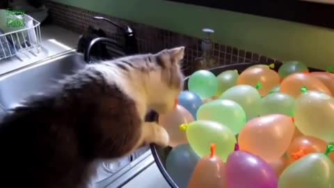 Funny cat vs balloons compilation