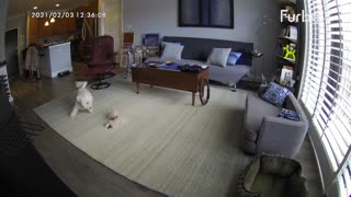 Dog Camera Hilariously Captures This Pup's Home Alone Antics