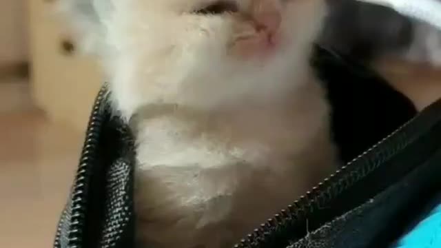 This cute little kitten wakes up from a zipper pouch after taking his nap..