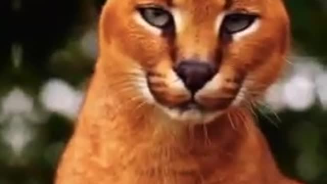 Cute animals video