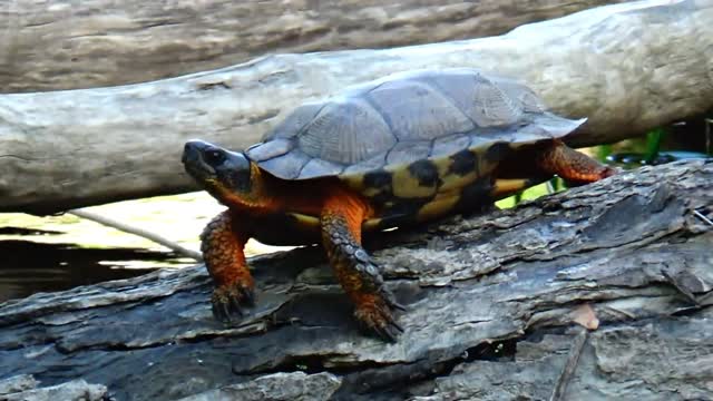 Wood Turtle