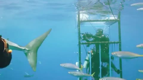 Take you to see the sharks in the underwater world