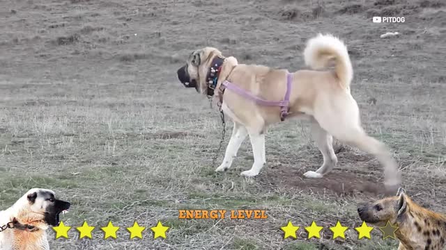 Kangal Shepherd Dog Vs Hyena Real Fight - Hyena Vs Turkish Kangal - PITDOG