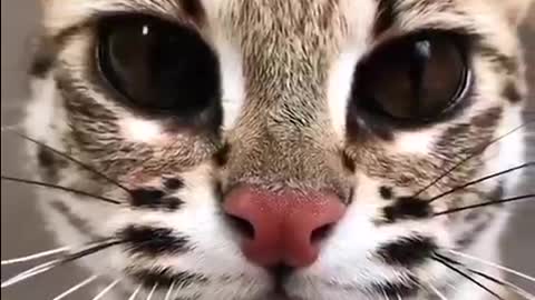 cat he is byutifull