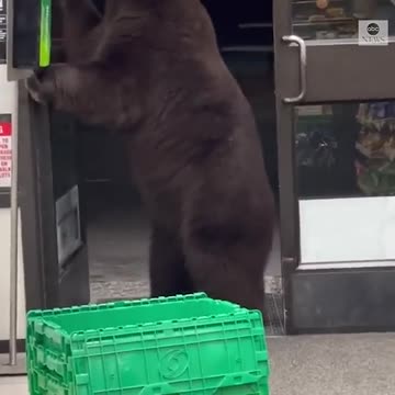 Bear visits California convenience store