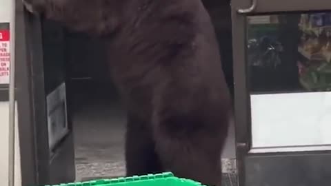 Bear visits California convenience store