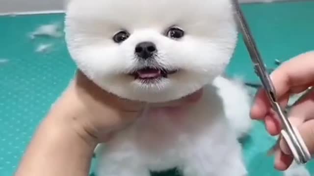 Cute dogs 😘 funny dogs videos. Lover dogs 🐶🐕