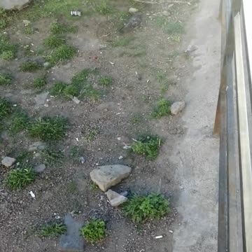 Good pigeons on the street.