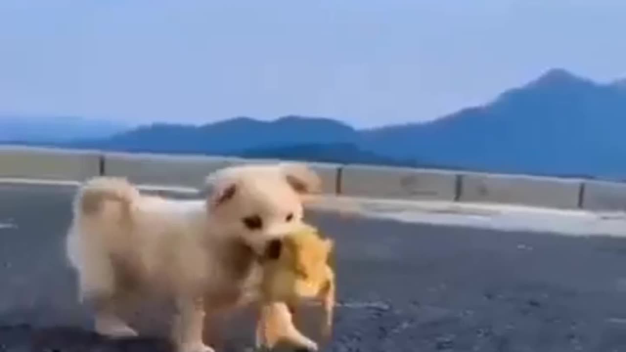 Cute dog with loving cute duck video