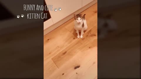 Cat 🐈 Funny video And Amazing 😂 Moment 😻