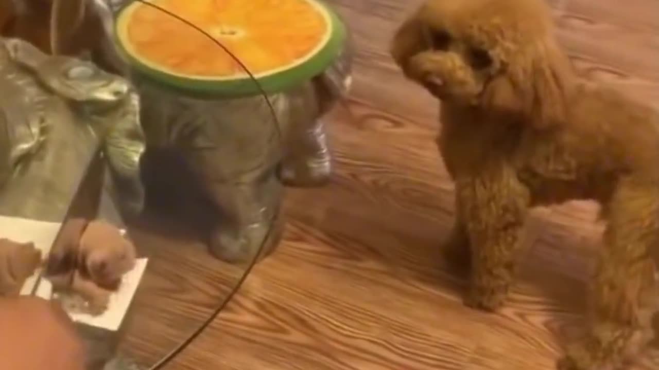 Funny Pets Moment #15